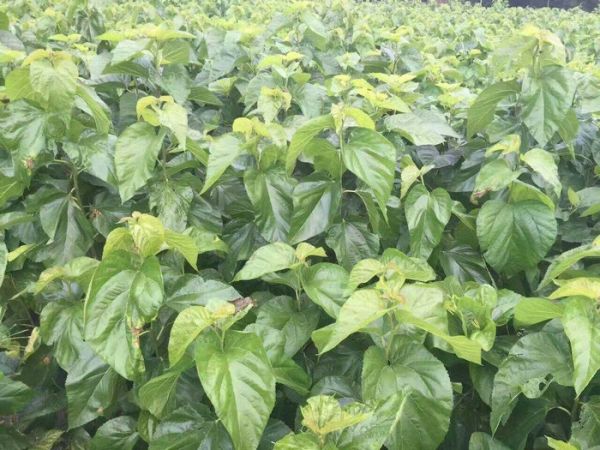 桑芽菜漂燙固色冷卻流水線 桑芽菜加工設備